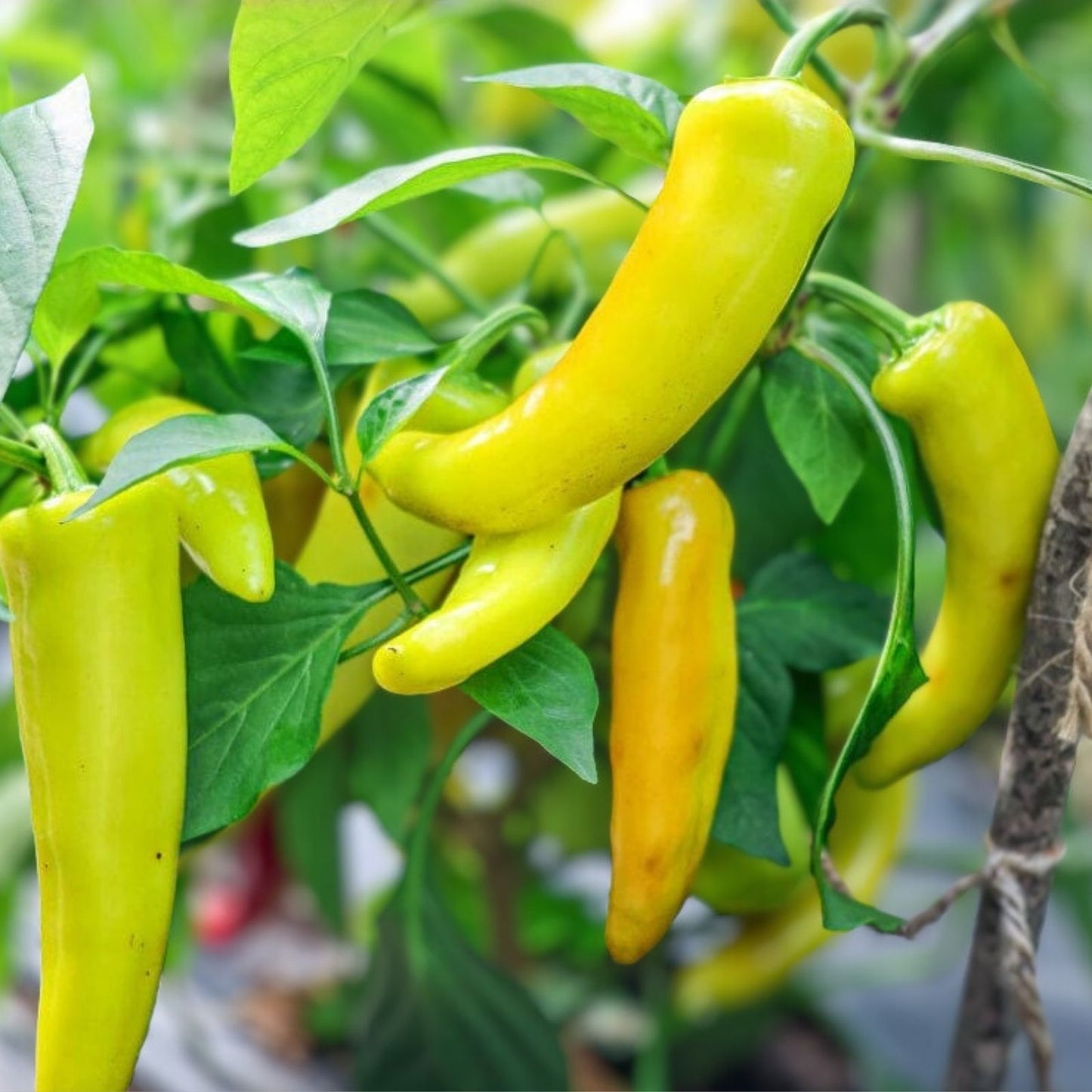 Sweet Hungarian Yellow Wax Pepper Seeds – Heirloom Non-GMO Capsicum annuum – 20+ Seeds for Garden, Cooking, and Fresh Use
