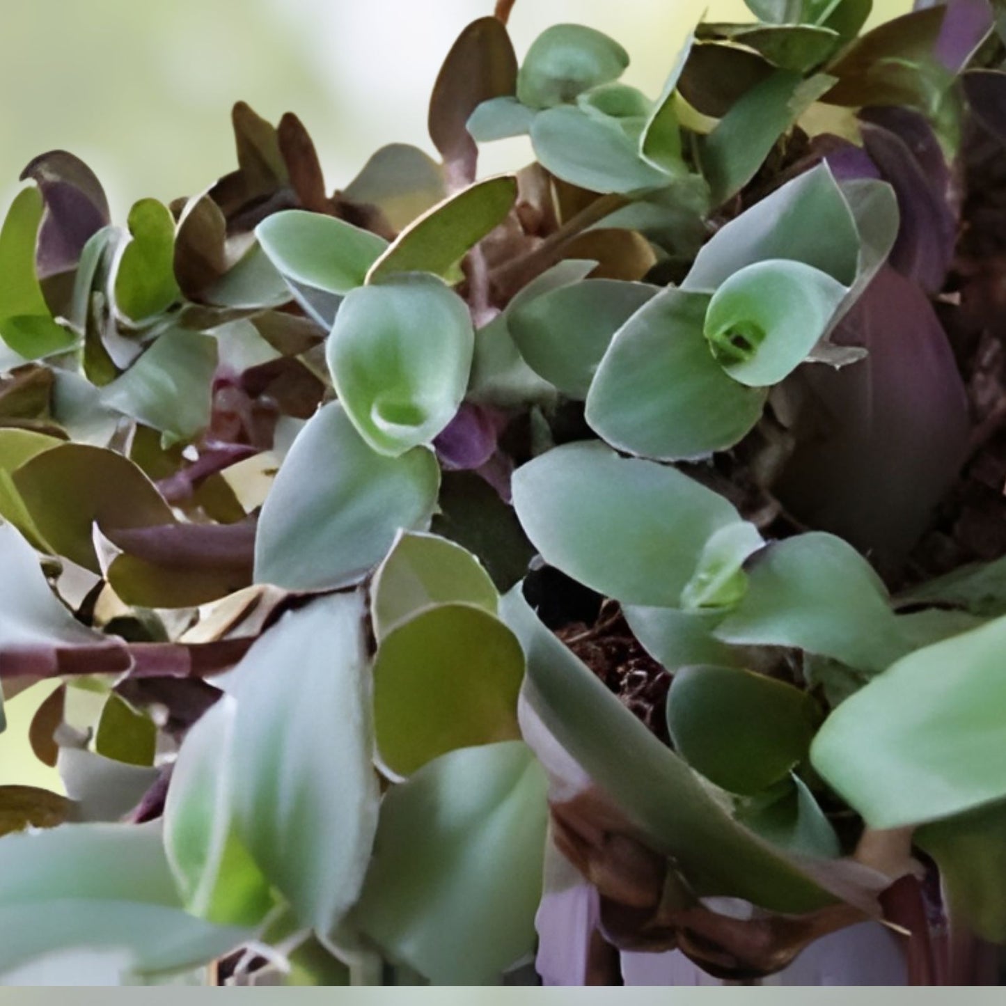 Tradescantia Cuttings - 5 Unrooted Pale Puma Fuzzy Wandering Jew Plant - Tradescantia zebrina
