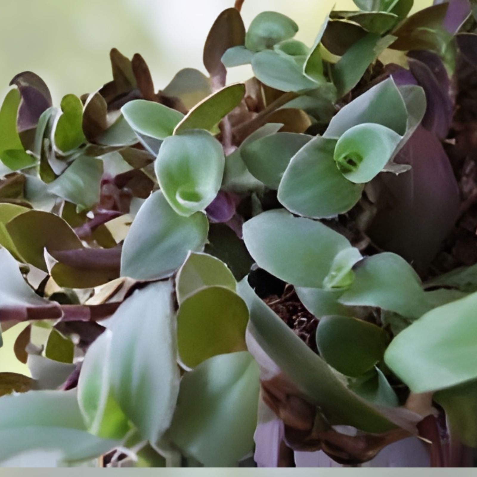 Tradescantia Cuttings - 5 Unrooted Pale Puma Fuzzy Wandering Jew Plant - Tradescantia zebrina