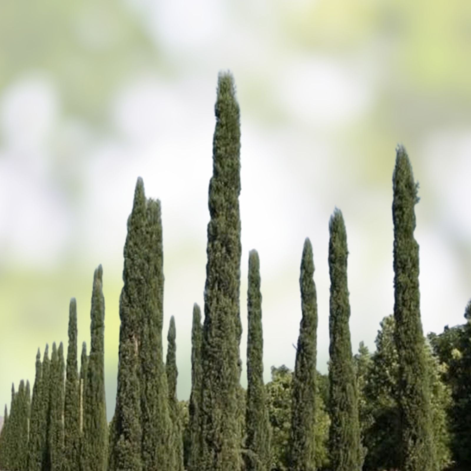 Italian Cypress Seeds 100 Count - Evergreen Tree Seeds for Planting - Cupressus sempervirens - Ornamental Garden Tree Seeds