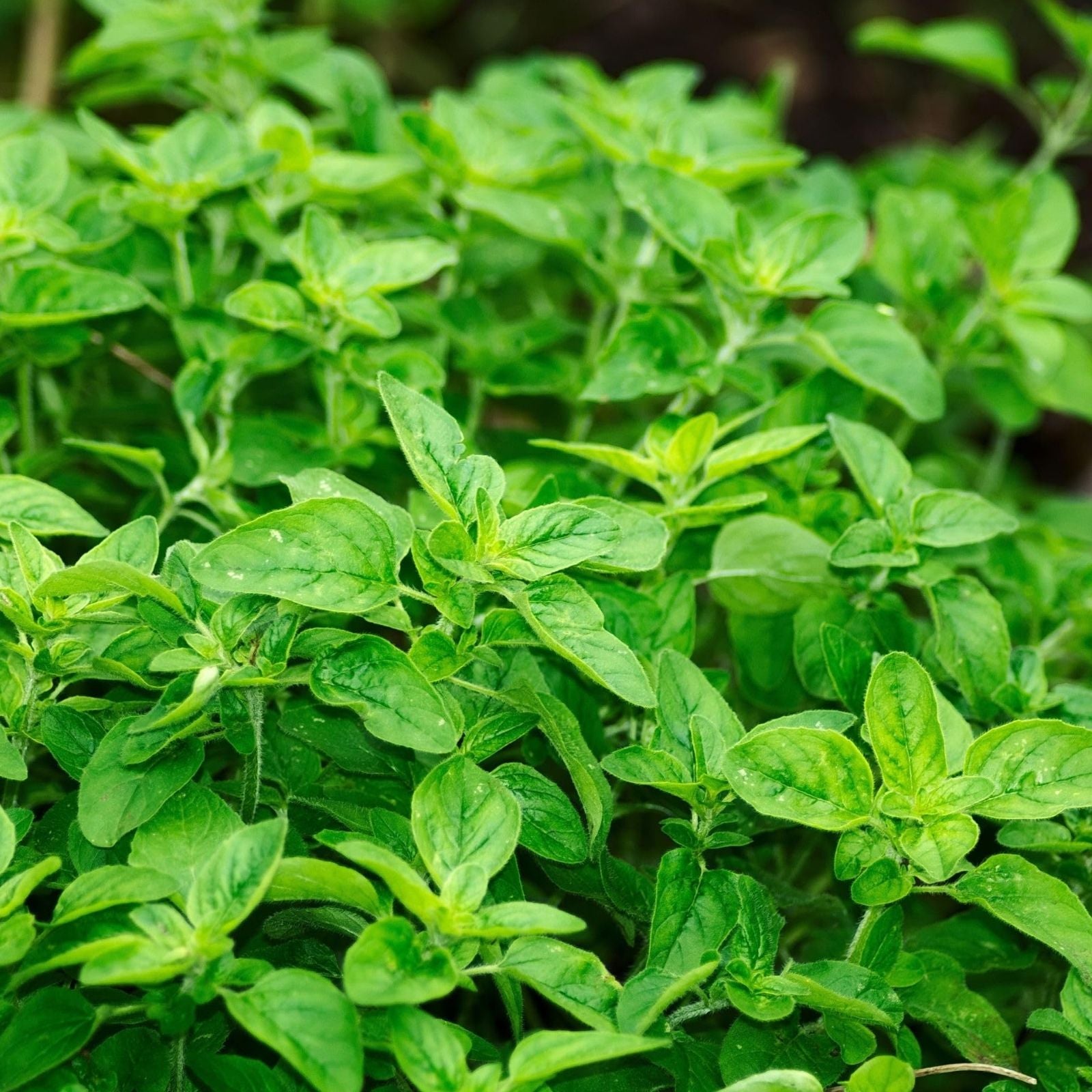 Oregano Live Herb Plant Set of 2 in 4 Inch Pots – Culinary Perennial Origanum for Cooking and Herbs