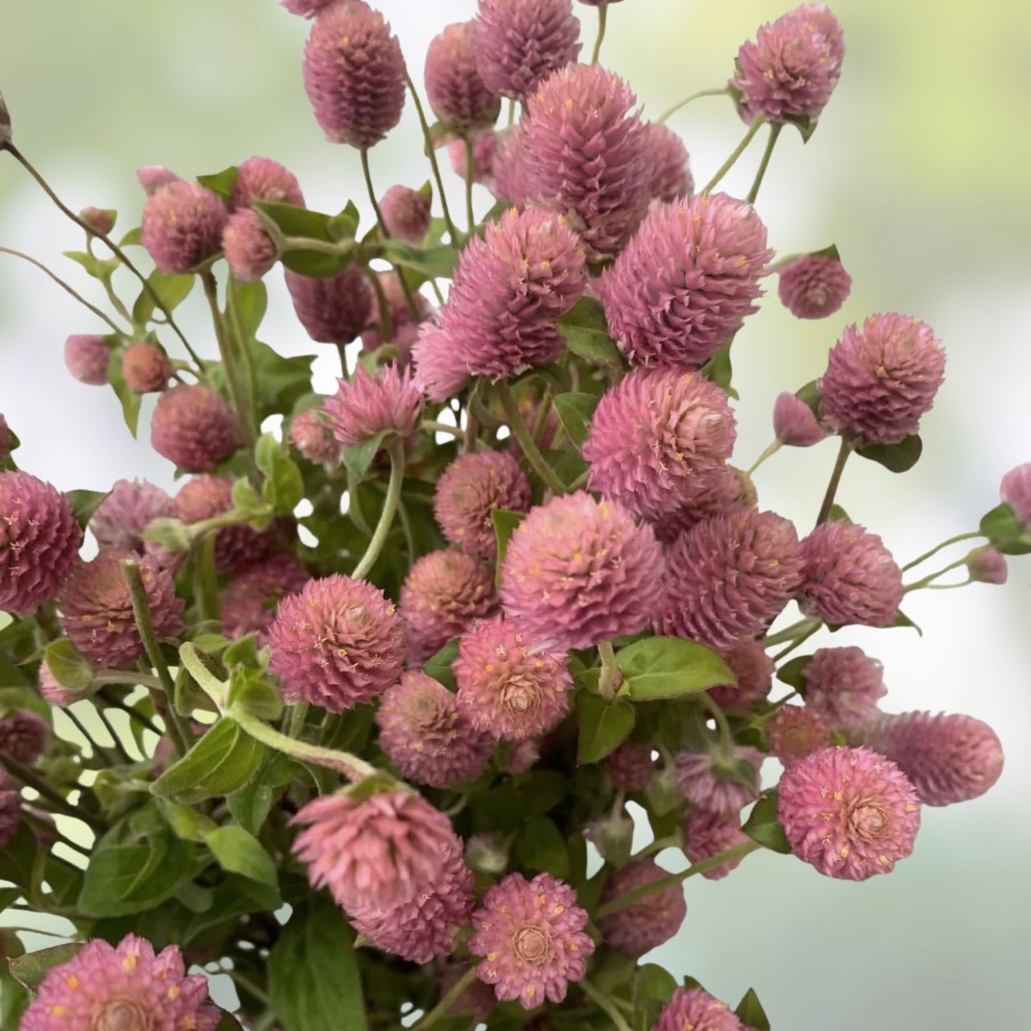 Gomphrena Seeds 200 Raspberry Cream Globe Amaranth Organic Flower Seeds for Garden, USA Shipping Free
