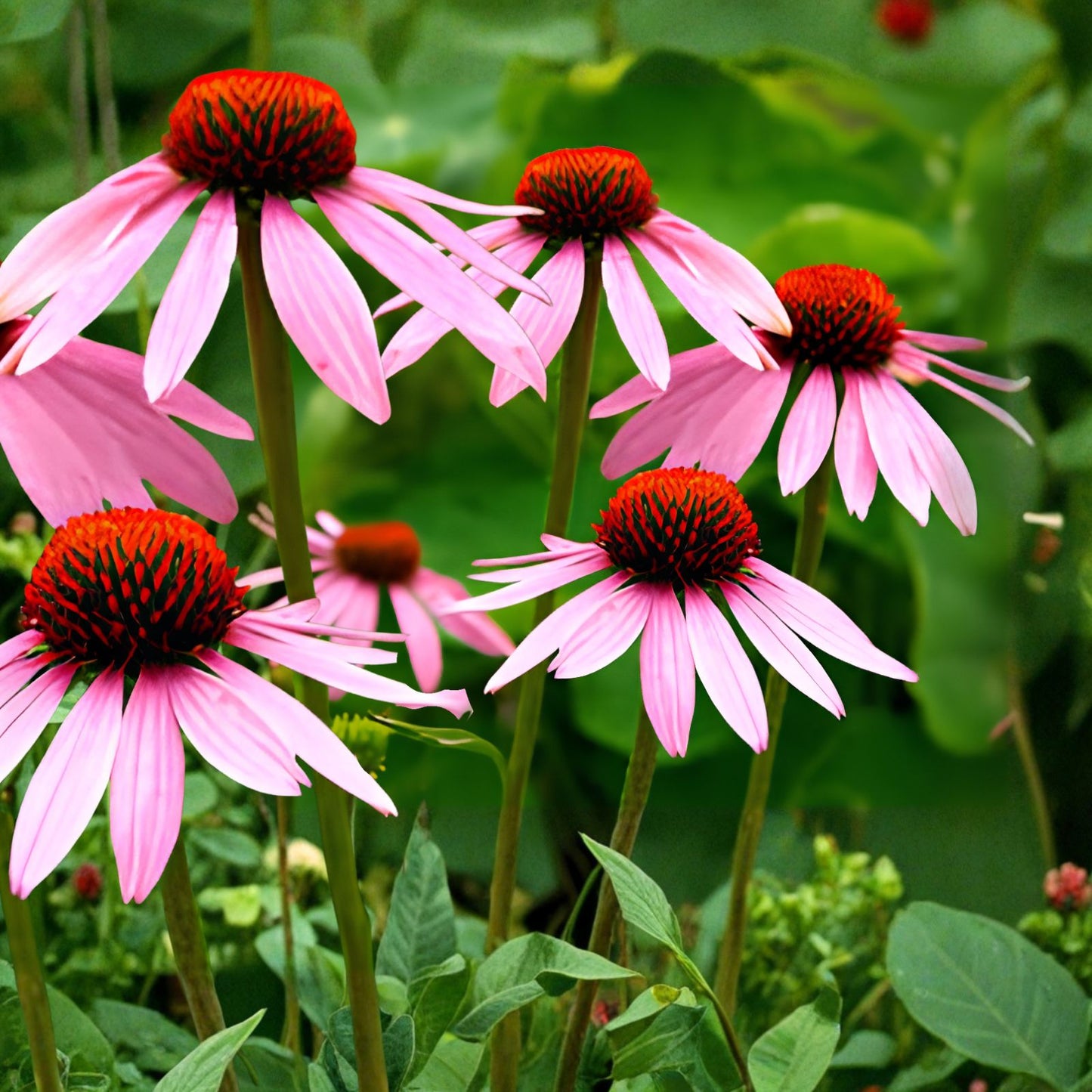 Purple Coneflower Seeds Echinacea purpurea Native Perennial Garden Seeds 500+ Made in USA