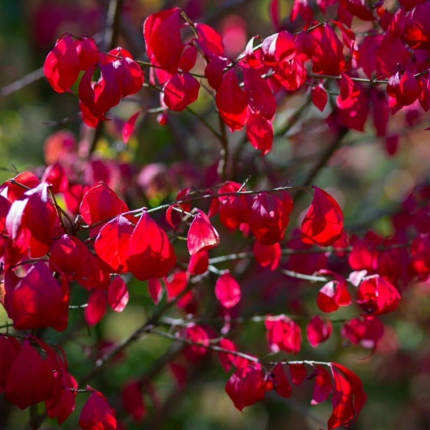 Dwarf Burning Bush Sapling - 3 Bare Root Hardy Shrubs for Privacy Hedge - Euonymus alatus - Ornamental Shrubs for Landscaping