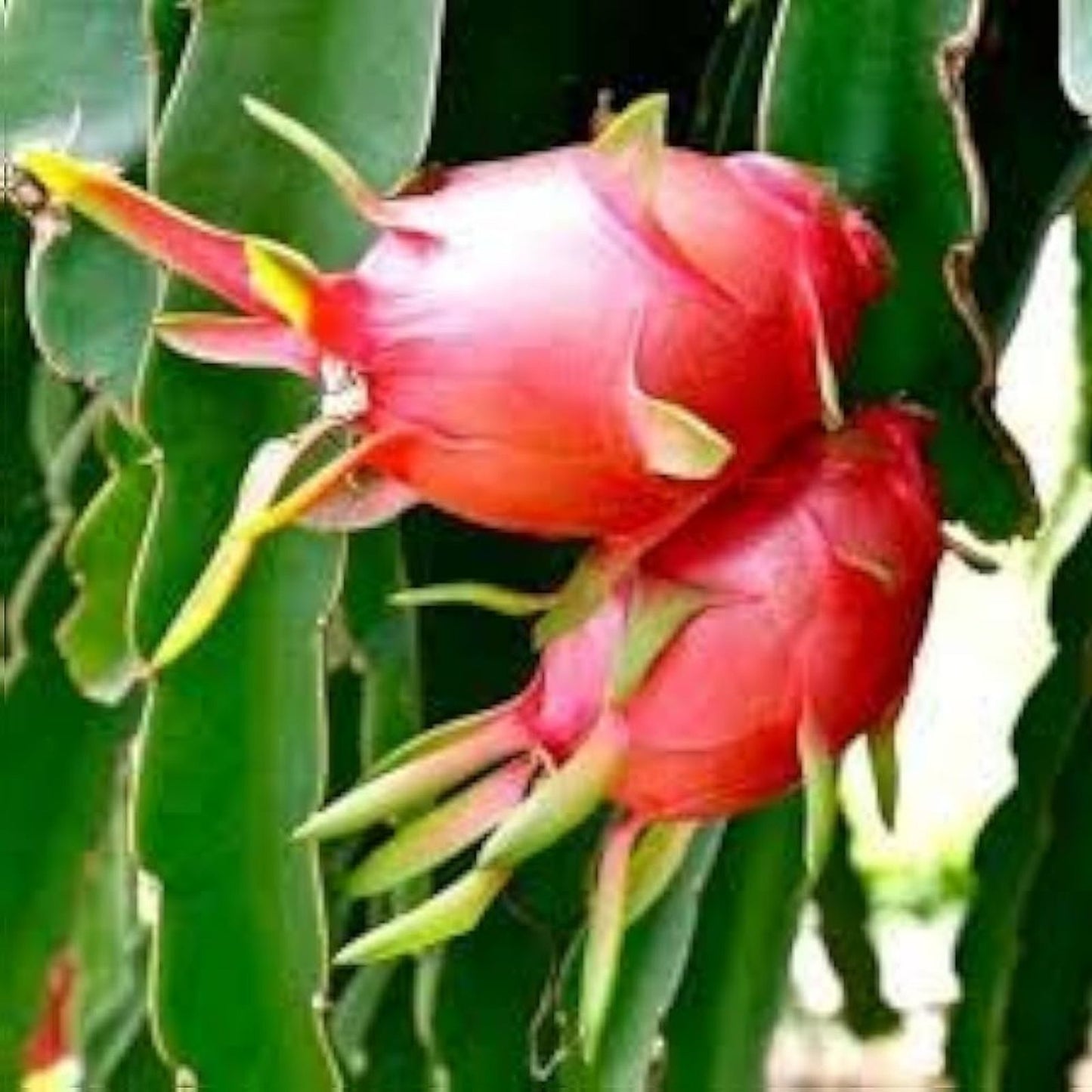 5 Pcs Dragon Fruit Cuttings 7” White Pitaya Cactus Hylocereus undatus Ready to Plant No Roots