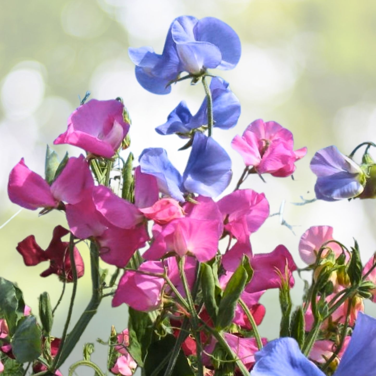 Knee High Sweet Pea Seeds - NON-GMO Heirloom Fresh Garden Seeds - Lathyrus odoratus
