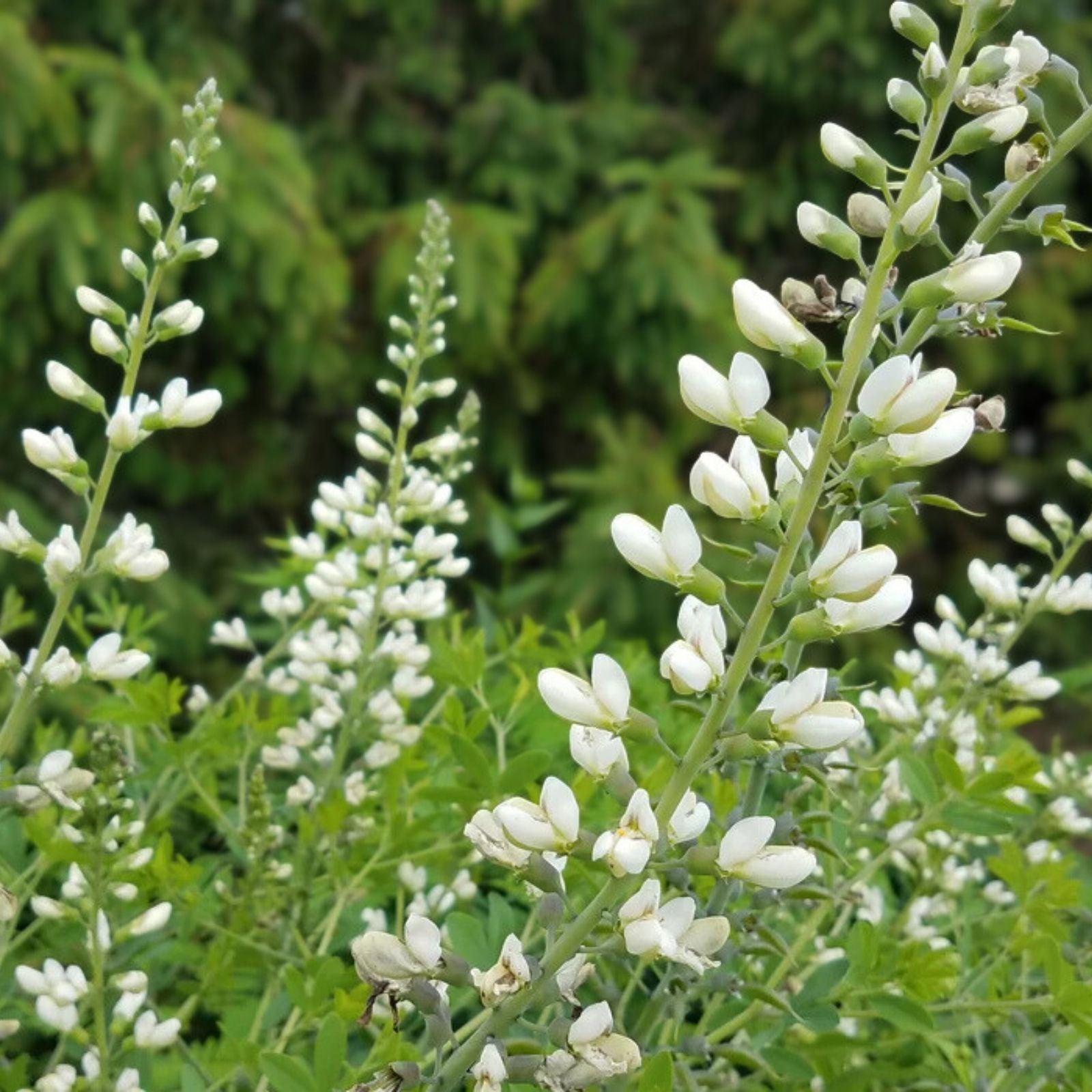 Wild White Indigo Seeds for Planting, 50 Seeds, Baptisia alba, Native Perennial Plant, Eco-Friendly Gardening