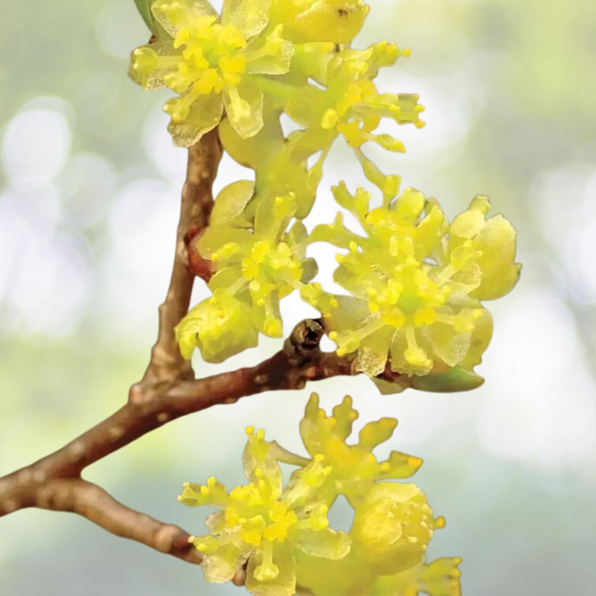 Spicebush Plant 6 12" Tall 4" Pot Lindera Benzoin Fragrance Bush Shrub Native Woodland Herb
