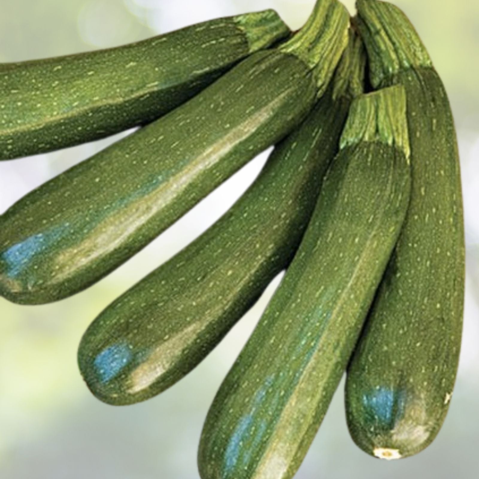 Dark Green Zucchini Squash Seeds - 20+ Italian Courgette Seeds (Zucchino) - High-Quality Vegetable Seeds - USA