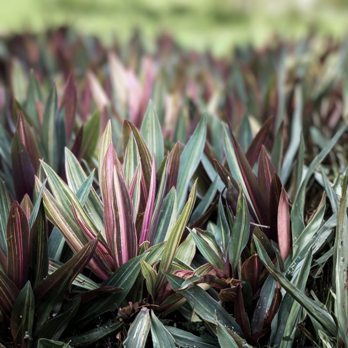 Dwarf Oyster Plant Starter 4" Variegated Tradescantia spathacea 'Tricolor' - Colorful Moses in the Cradle Houseplant