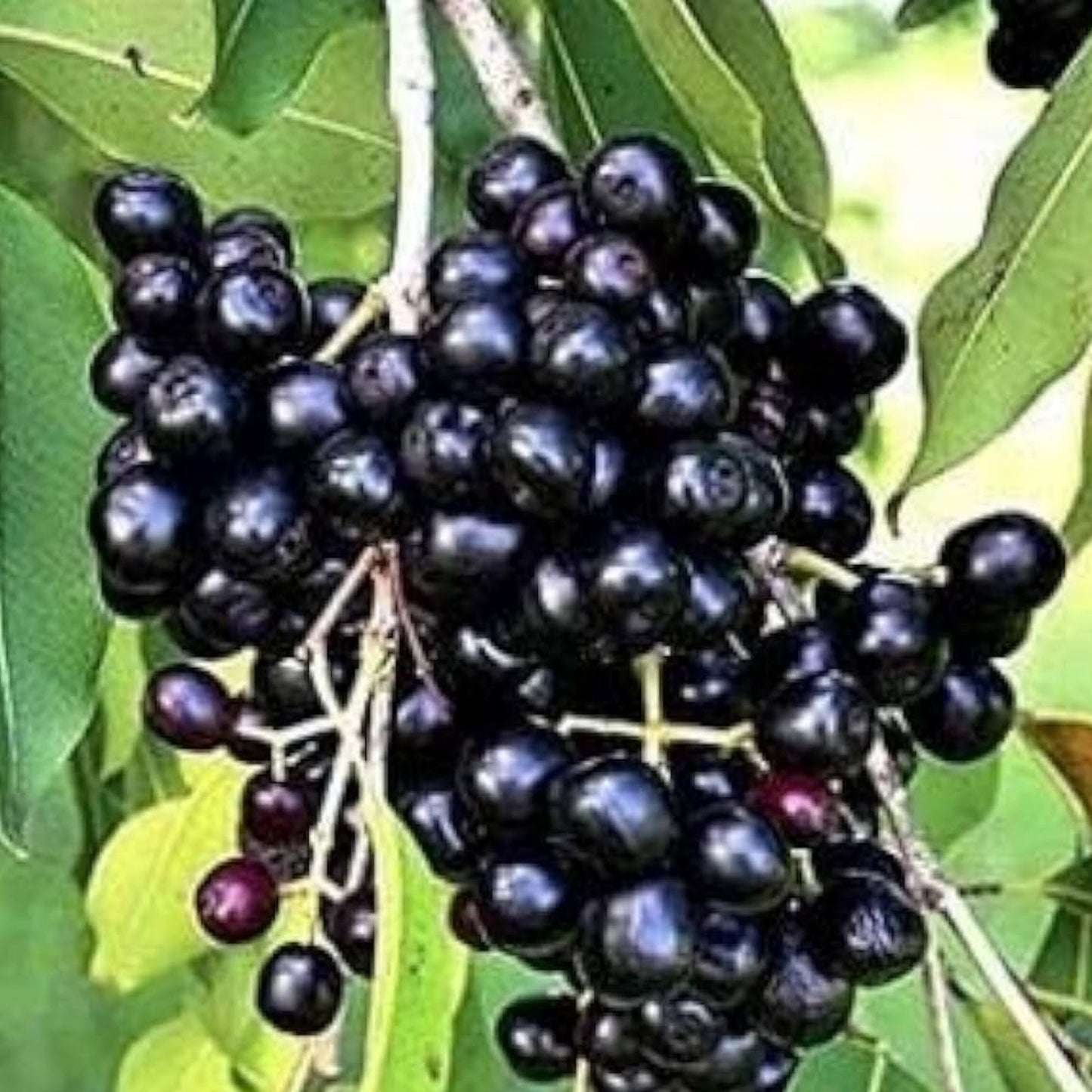 Jamun Jambhul Fruit Tree Cuttings - Syzygium cumini Indian Wax Apple Java Plum - 3 Premium Live Plant Cuttings