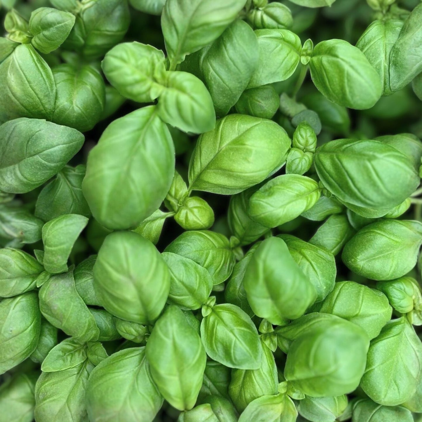 Sweet Genovese Basil Seeds - Heirloom Variety for Cooking - Aromatic Herb - 25+ Seeds - Ocimum basilicum