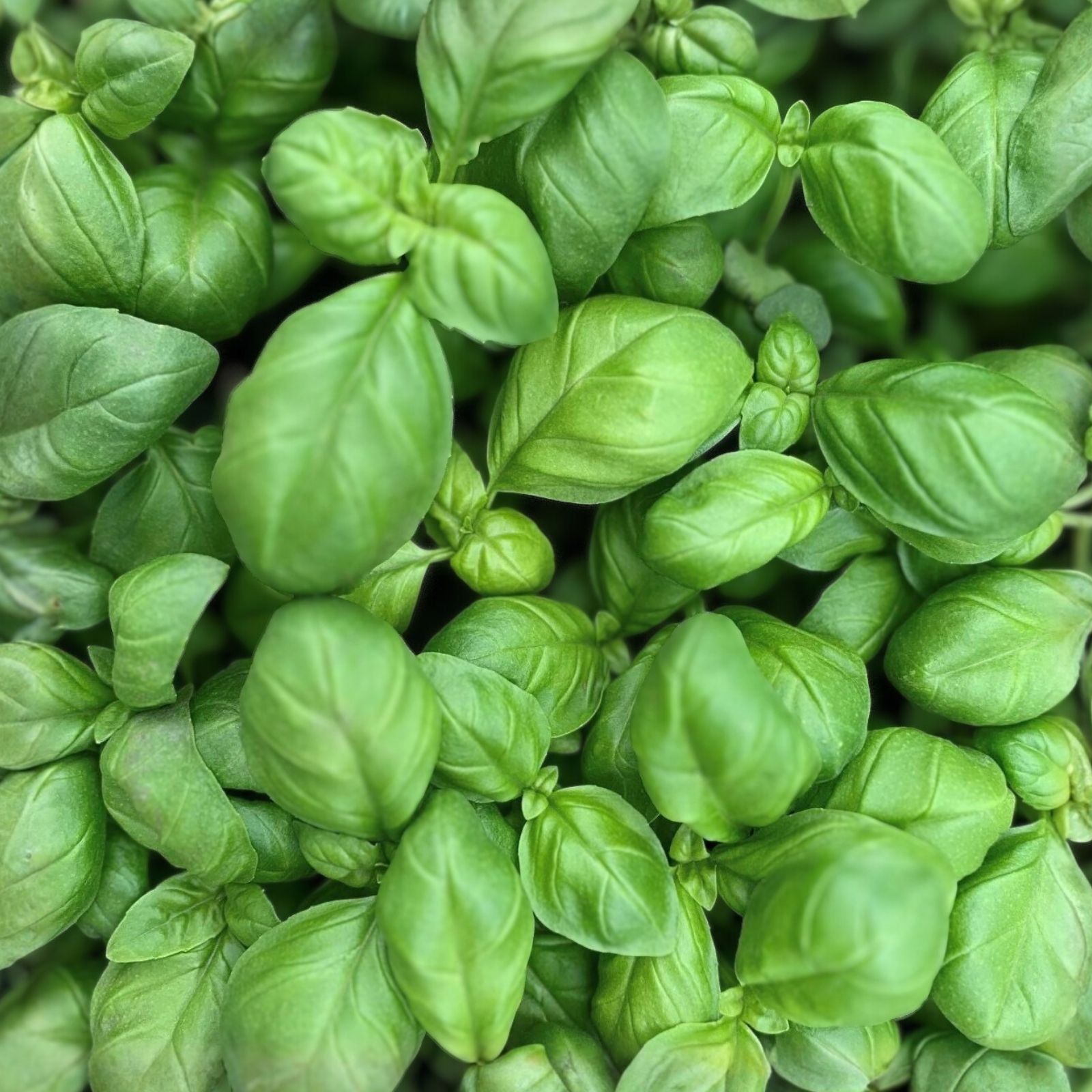 Sweet Genovese Basil Seeds - Heirloom Variety for Cooking - Aromatic Herb - 25+ Seeds - Ocimum basilicum