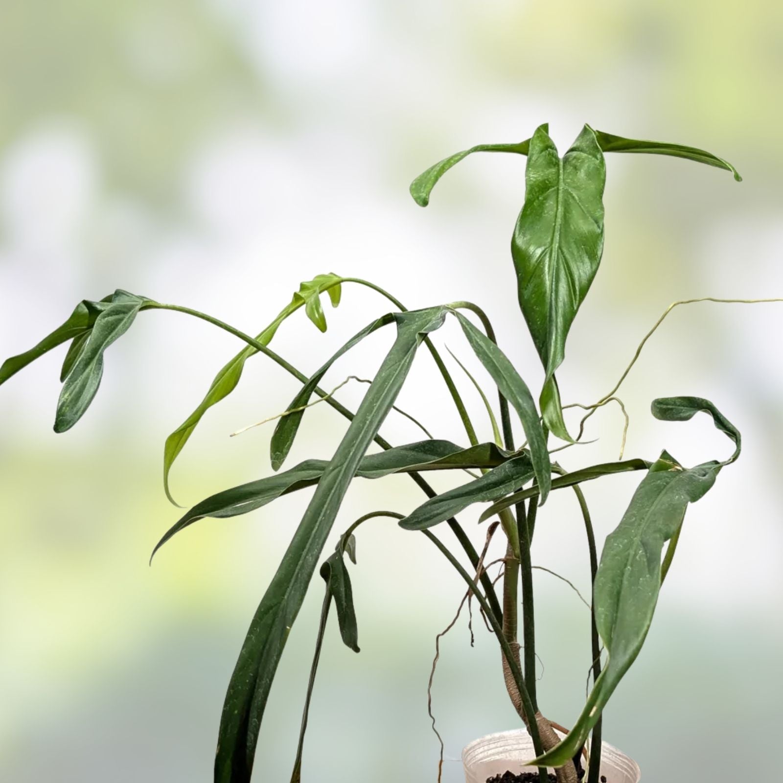 Philodendron Paloraense Plant – Tropical Houseplant with Lush Green Foliage – Easy Care Indoor Plant – Philodendron Paloraense