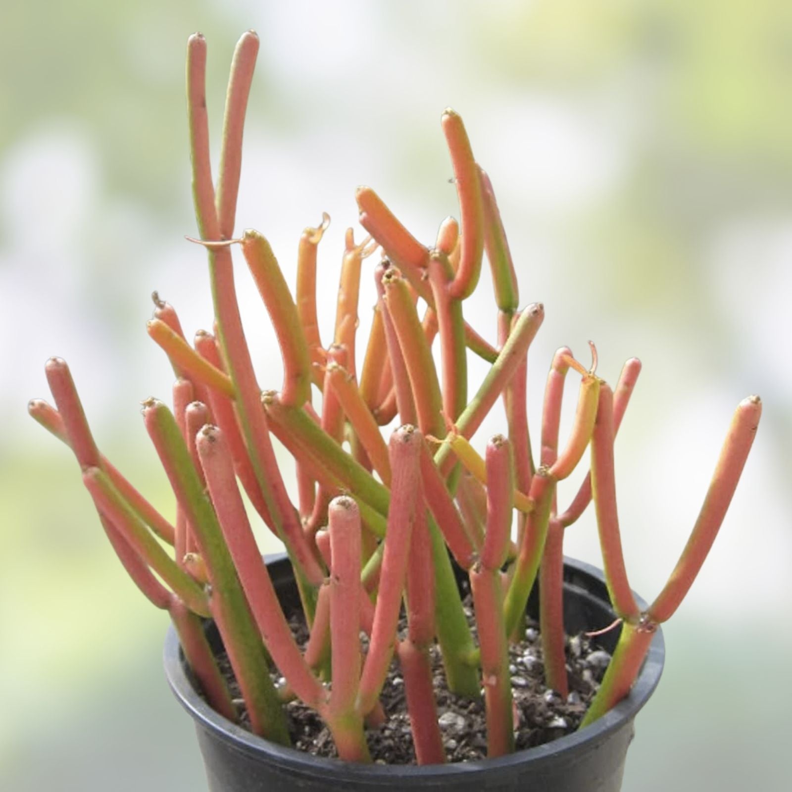 Euphorbia Tirucalli Pencil Cactus Plant Cuttings - Fire Stick Flame Succulent for Indoor Gardening