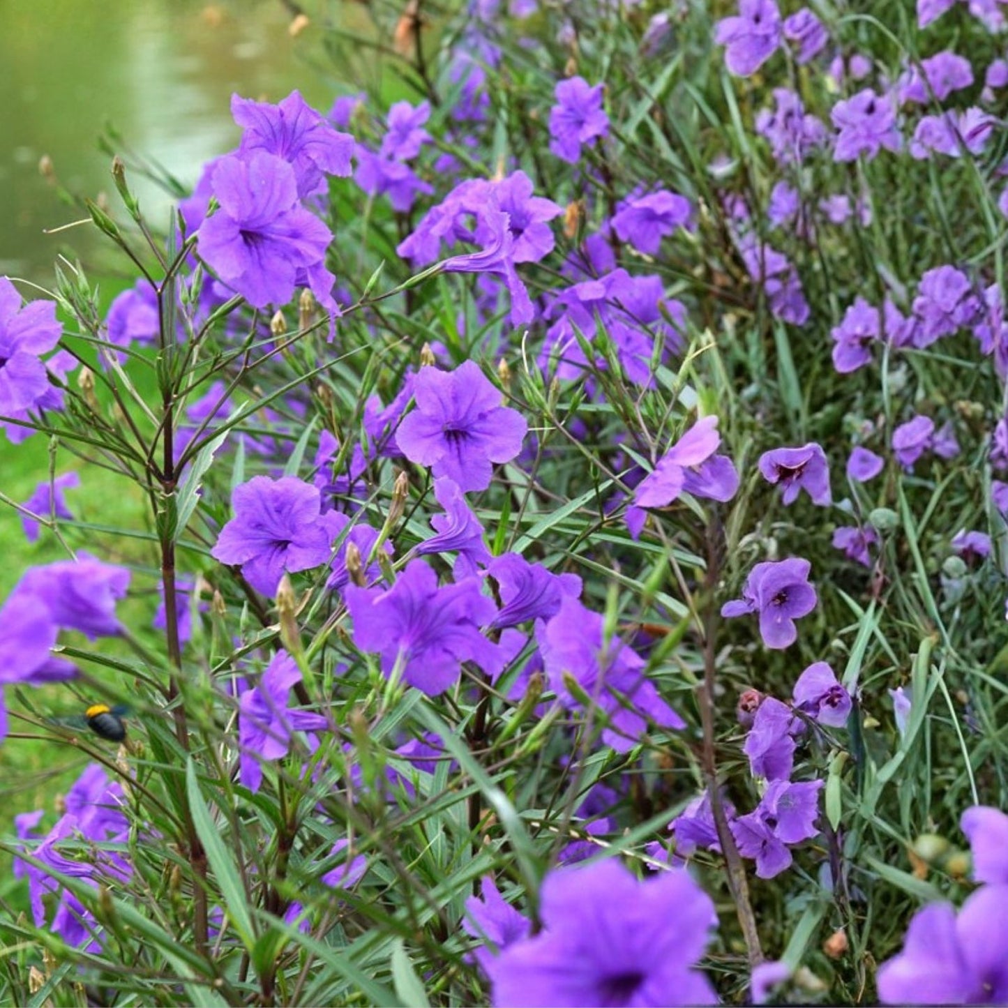 Flowering Mexican Petunia Cuttings - 12 Unrooted Stems - Ruellia simplex - Hardy Garden Plants for Landscaping