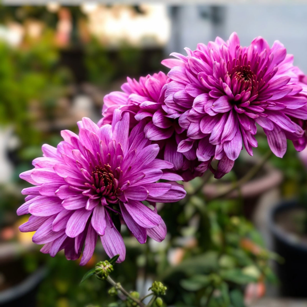 Amethyst Breeze Mum Seeds 200+ Chrysanthemum Flower Seeds Colorful Blooms Chrysanthemum morifolium