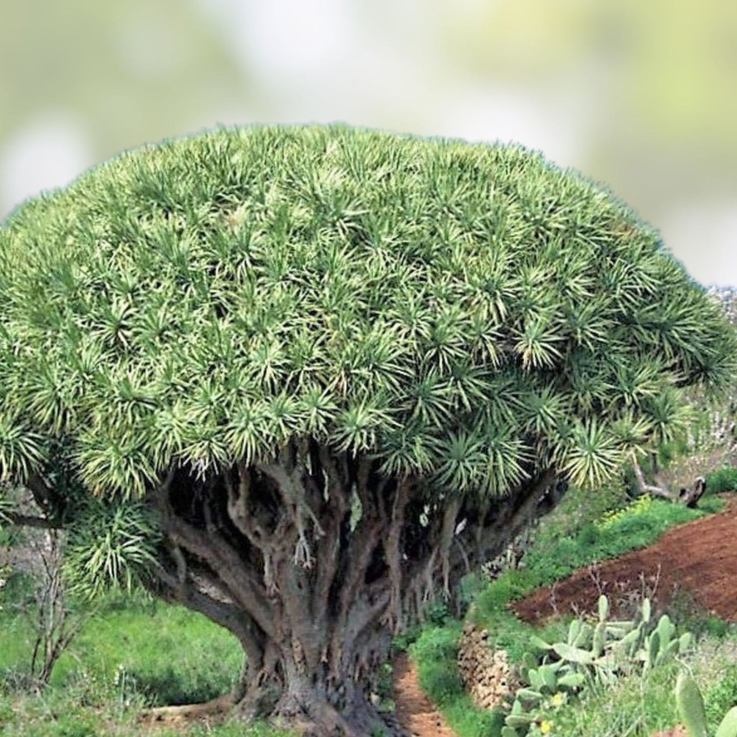 Dragon Blood Bonsai Tree Seeds – 6 Seeds – Dracaena Draco – Unique Indoor Plant for Home Gardening