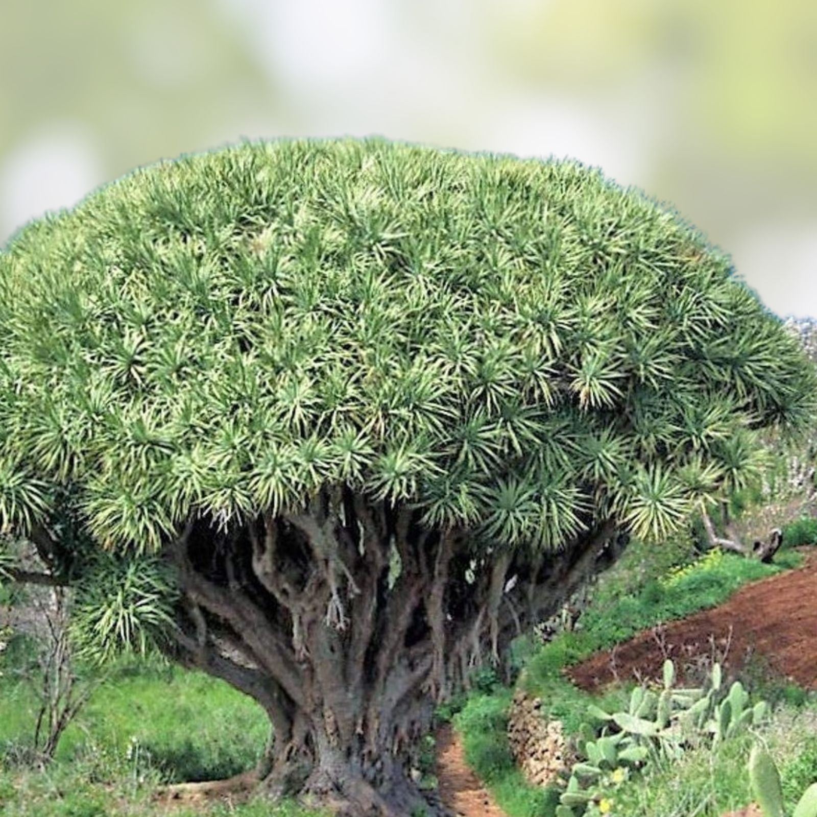 Dragon Blood Bonsai Tree Seeds – 6 Seeds – Dracaena Draco – Unique Indoor Plant for Home Gardening