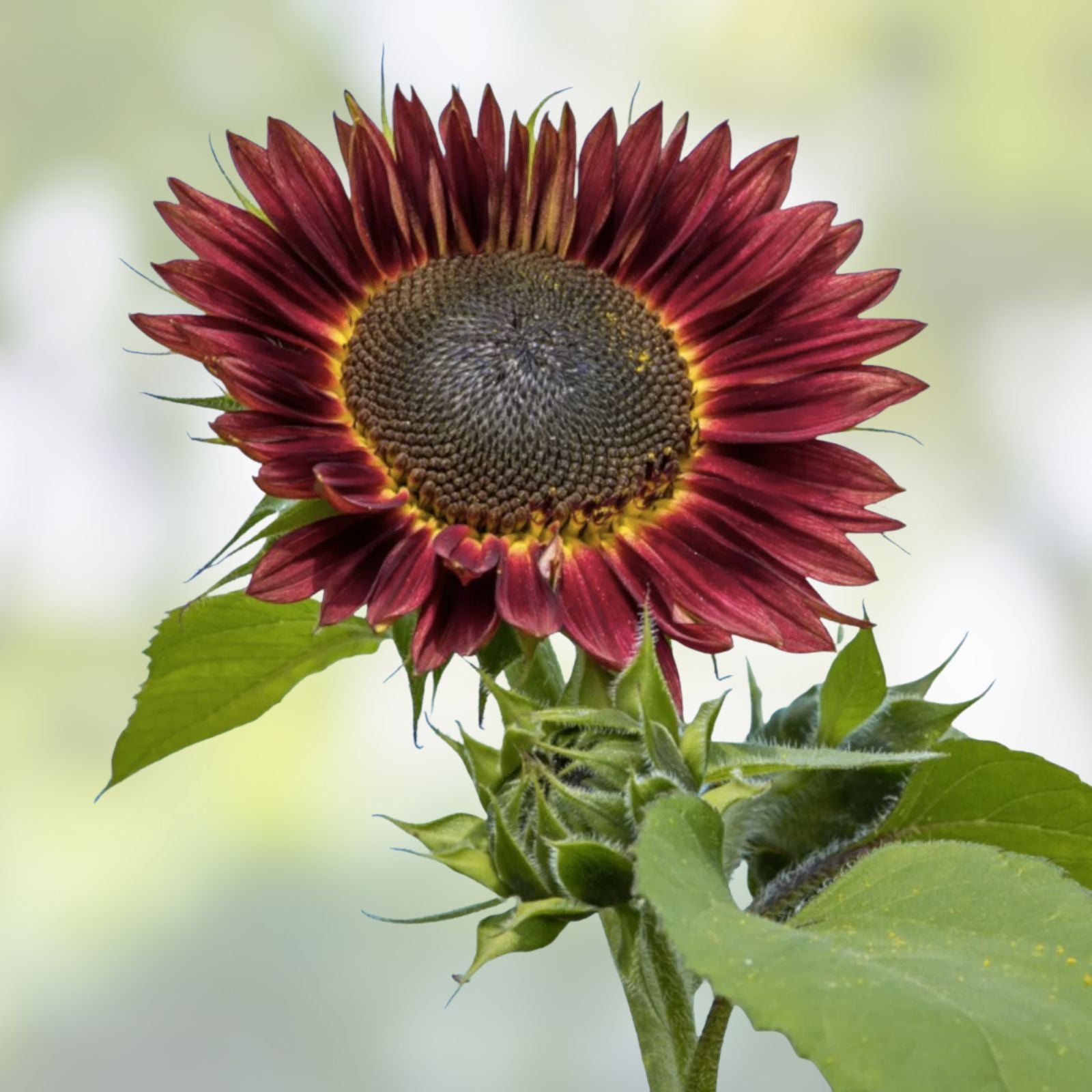 Cherry Chocolate Sunflower Seeds  50 Non GMO Heirloom Planting Seeds for Garden, Sunflower, Flower Seeds
