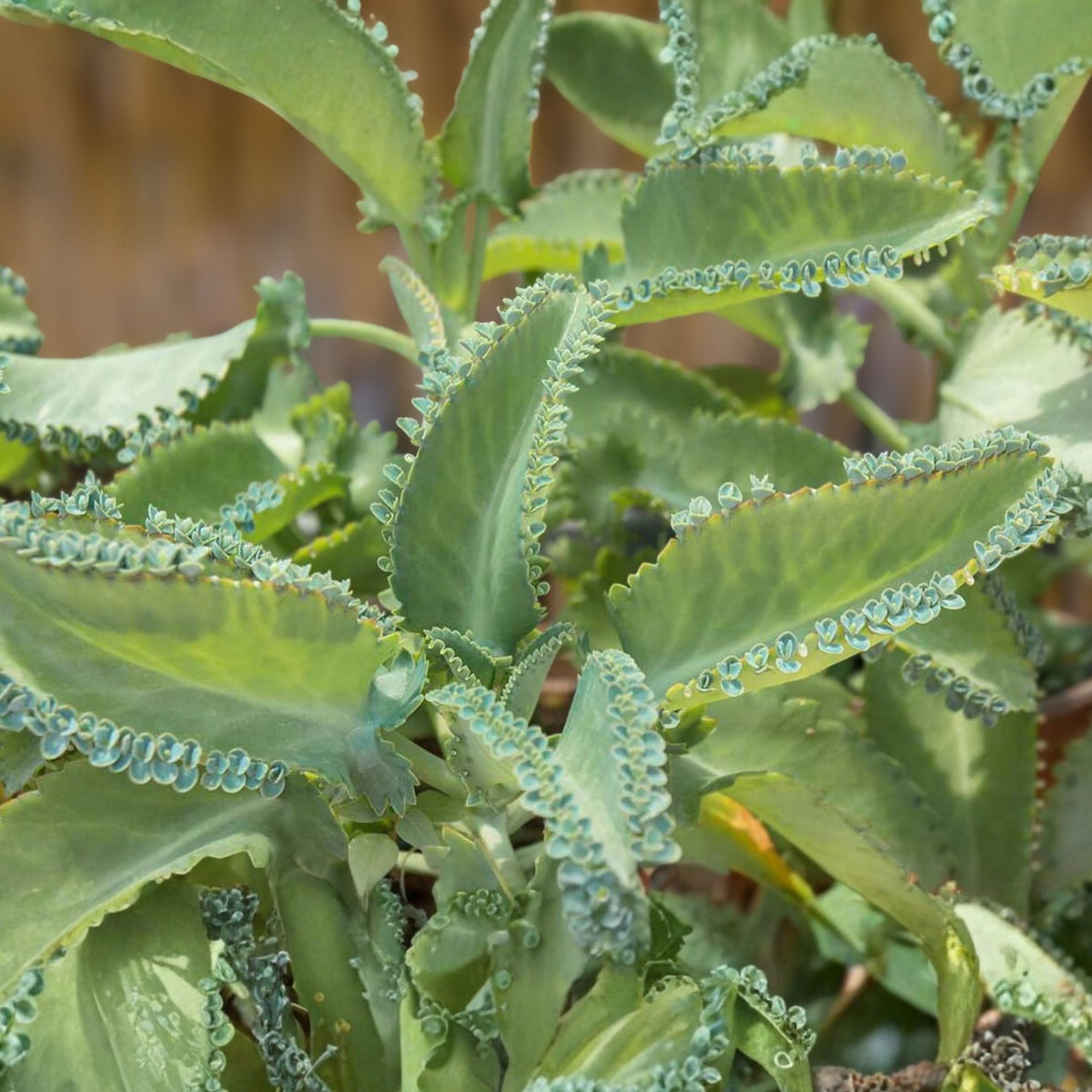 Mother of Thousands Plant - 2" Pot - Kalanchoe Daigremontiana - Succulent with Unique Plantlets - Easy Care