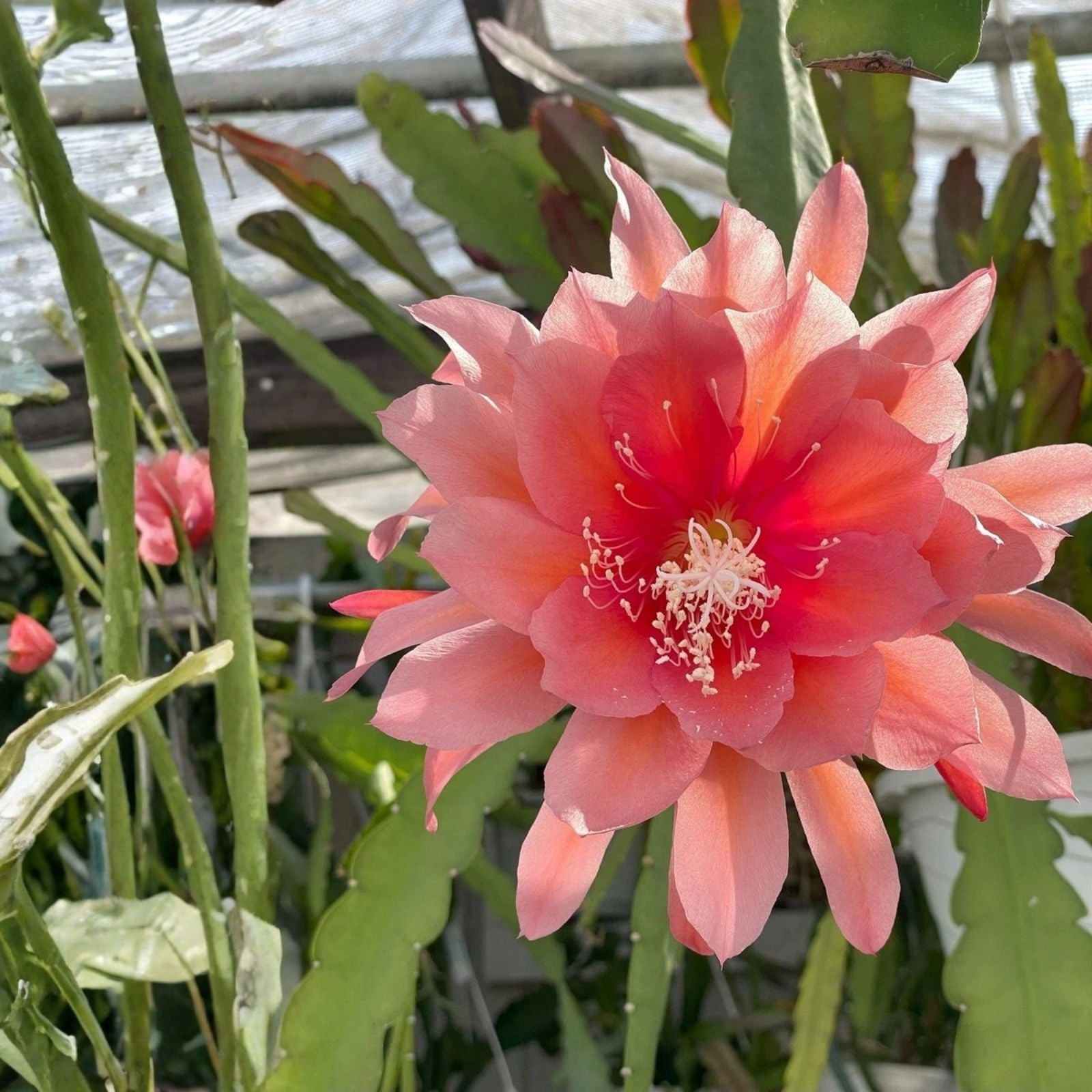 Epiphyllum 'Hum Dinger' Unrooted Cutting - Rare Orchid Cactus - Exotic Houseplant Succulent for Indoor Garden