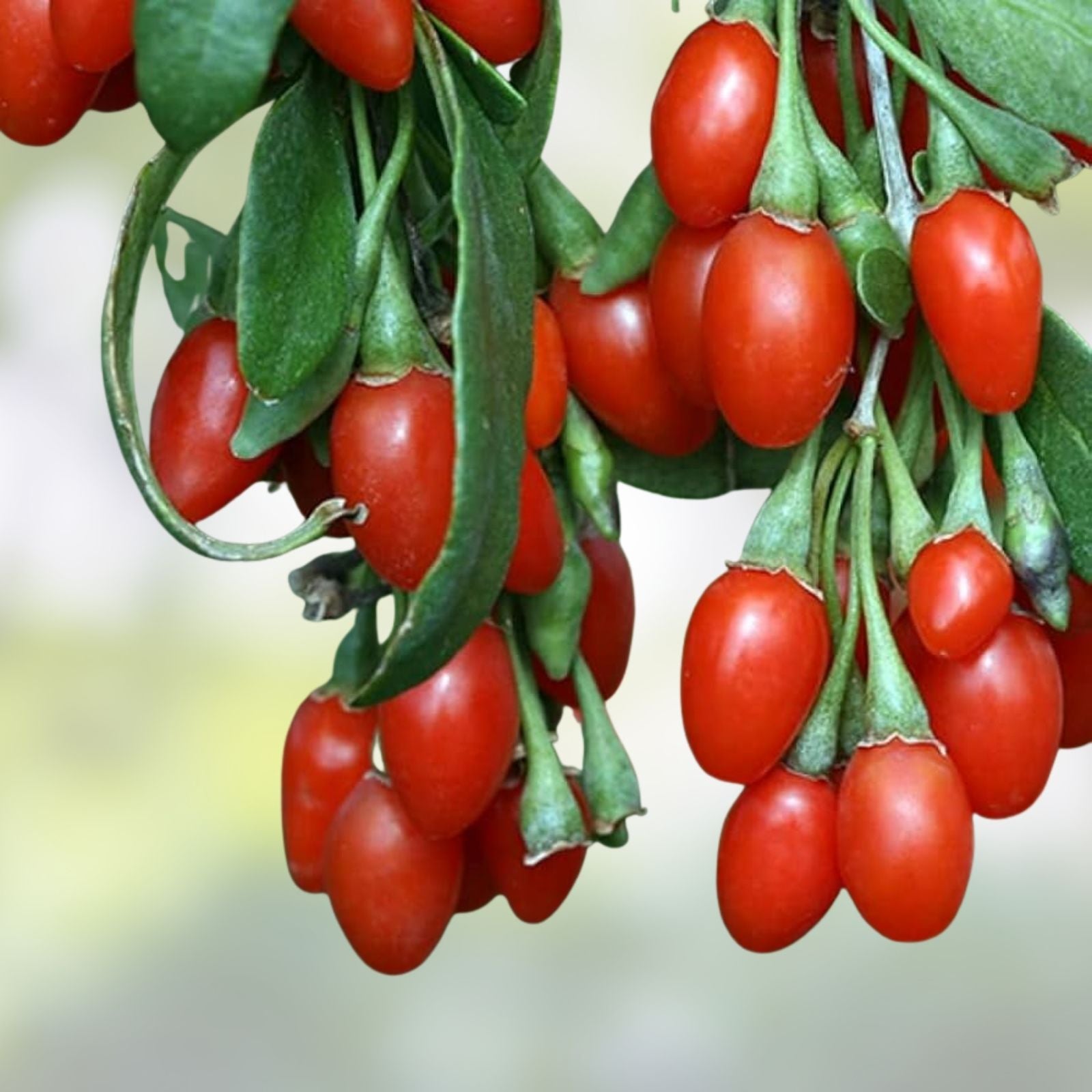 Goji Berry Plant Cuttings in Pot – Live Lycium barbarum for Easy Planting – Fruit-bearing Shrub, Red Berries