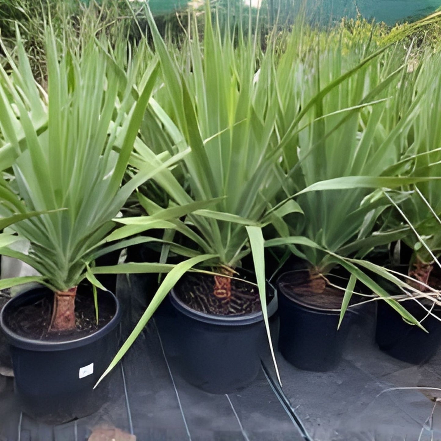 Hawaii Grown Dragon Tree Cuttings - 8 Bulk Dracaena Marginata Money Tree Bonsai - Indoor Houseplant, Easy Care, Tropical Plant