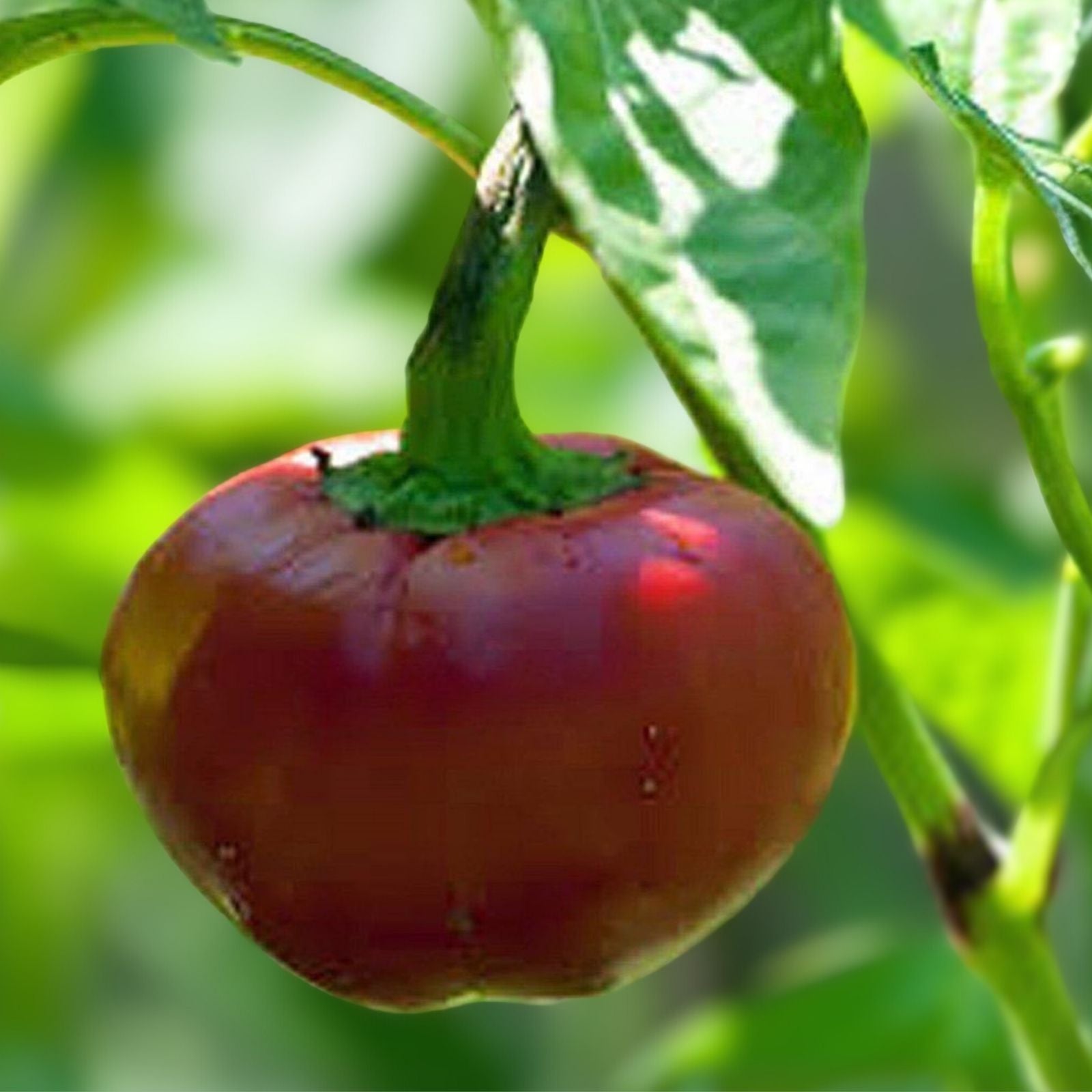 Red Sweet Cherry Pepper Seeds, Heirloom Non-GMO, 100+ Seeds, Capsicum annuum, Sweet Cherry Pepper for Garden and Cooking