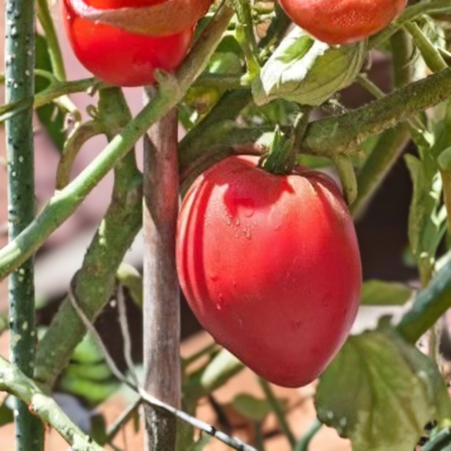 Organic Anna Russian Tomato Seeds - 100 Count Heirloom Non-GMO Gardening Seeds - USA Grown