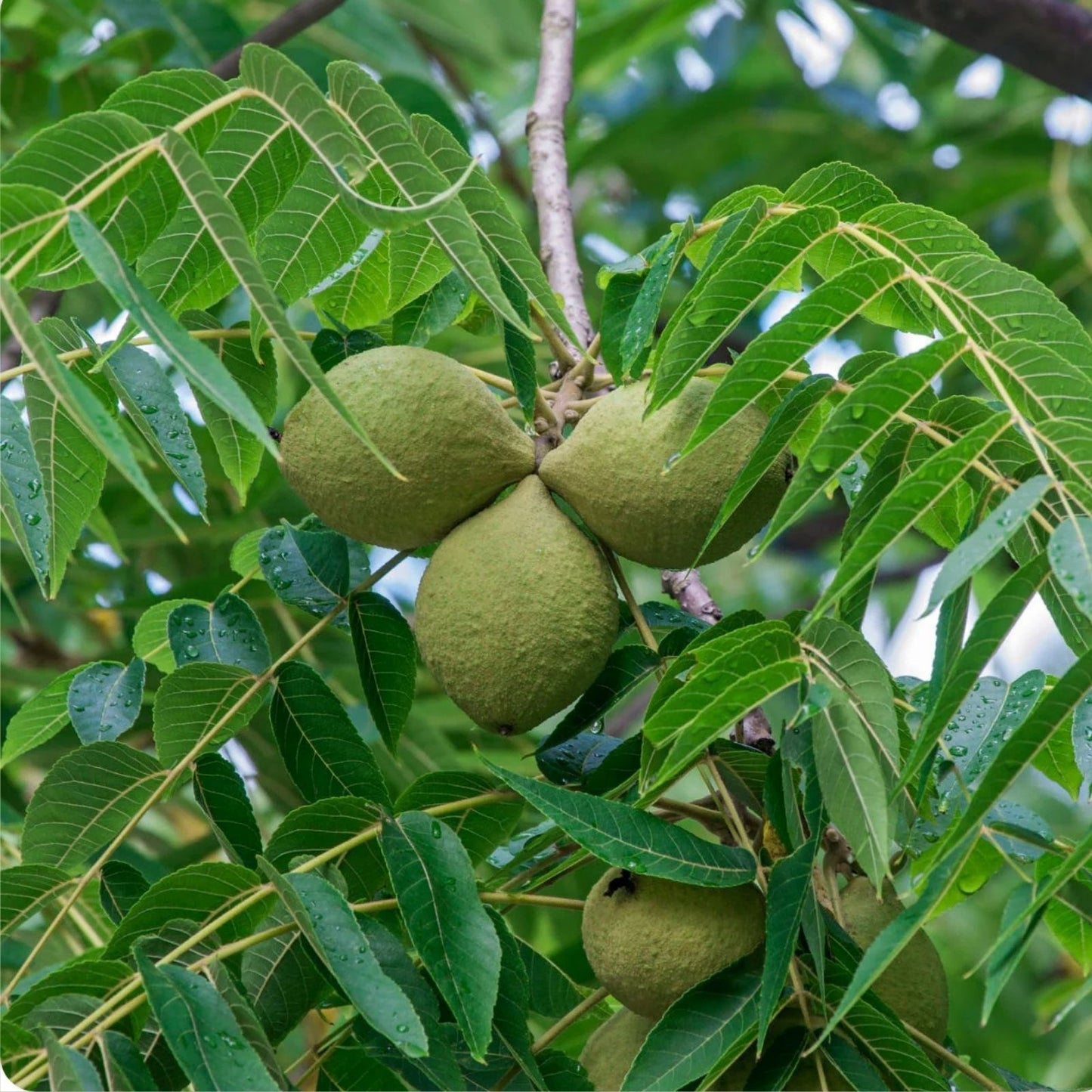 Black Walnut Tree Seeds 4 Pack for Planting Juglans nigra Hardwood Tree Seeds for Gardening and Landscaping