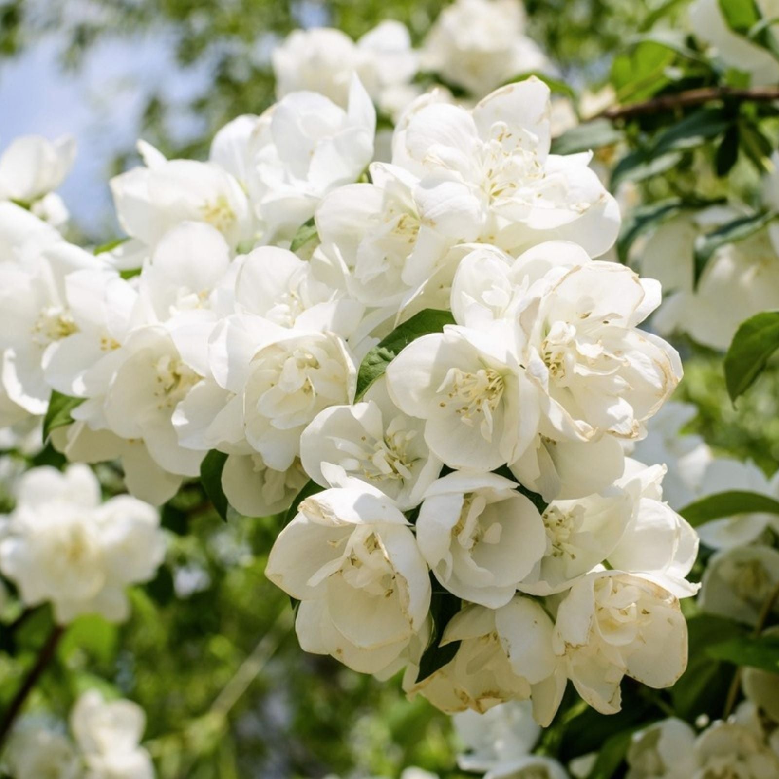 Philadelphus Coronarius Cuttings | Sweet Mock Orange | English Dogwood | 10 Rooted Cuttings for Garden Privacy and Fragrance