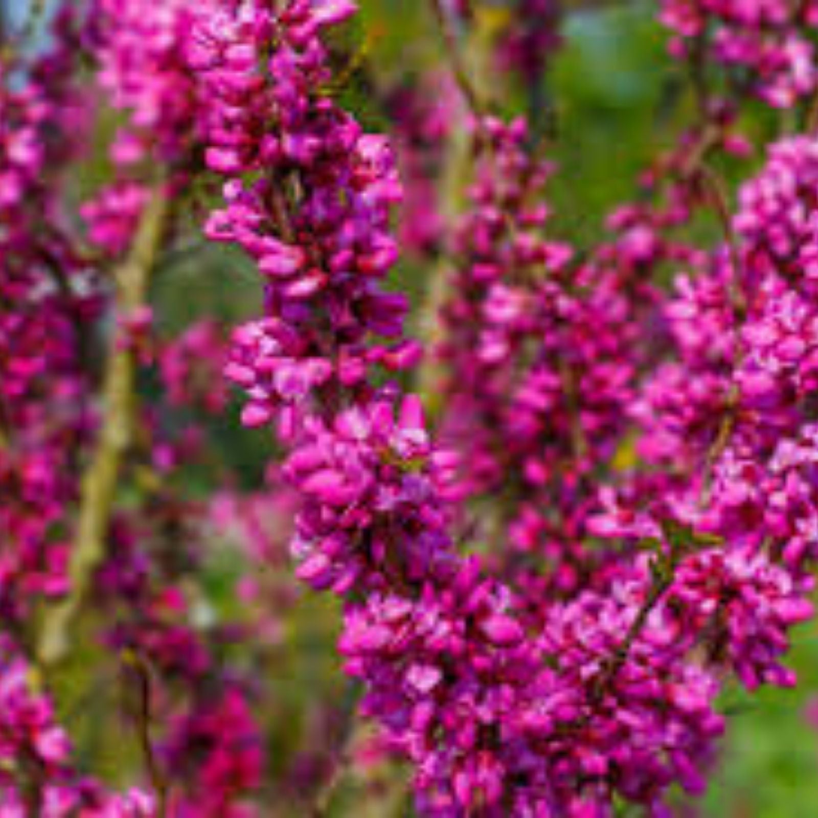 Chinese Redbud Tree Seeds 40 Count - Exotic Flowering Cercis chinensis - Ornamental Garden Tree Seeds