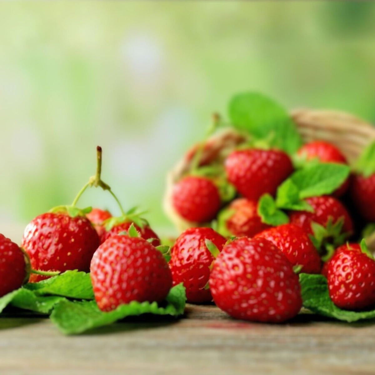 Junebearing Strawberry Plants 3-Pack Tennessee Beauty Perennial Fruit Plant (Fragaria × ananassa)