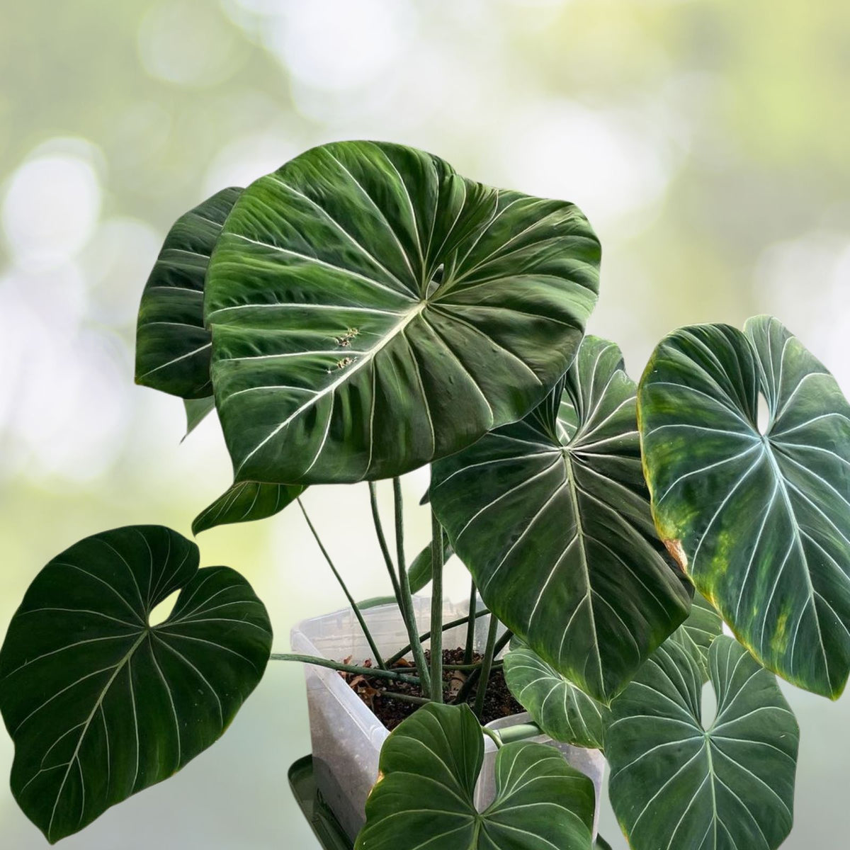 Philodendron ‘Gloriosum’ Plant in 3 Gallon Pot - Easy Care Tropical Foliage Houseplant - Philodendron Gloriosum