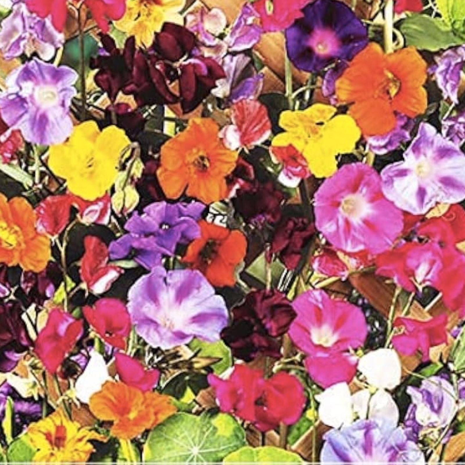 Climbing Vine Seeds Mix - 200 Seeds - Morning Glory, Nasturtium, Black Eyed Susan, Sweet Pea - Garden Variety