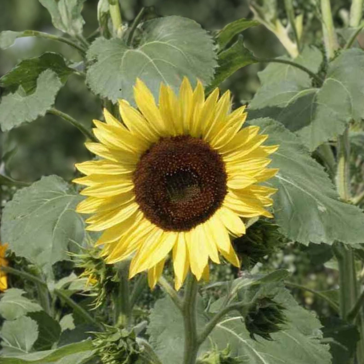 Sunflower Seeds 100 Count Lemon Queen Vibrant Blooms Helianthus annuus Garden Flower Seeds