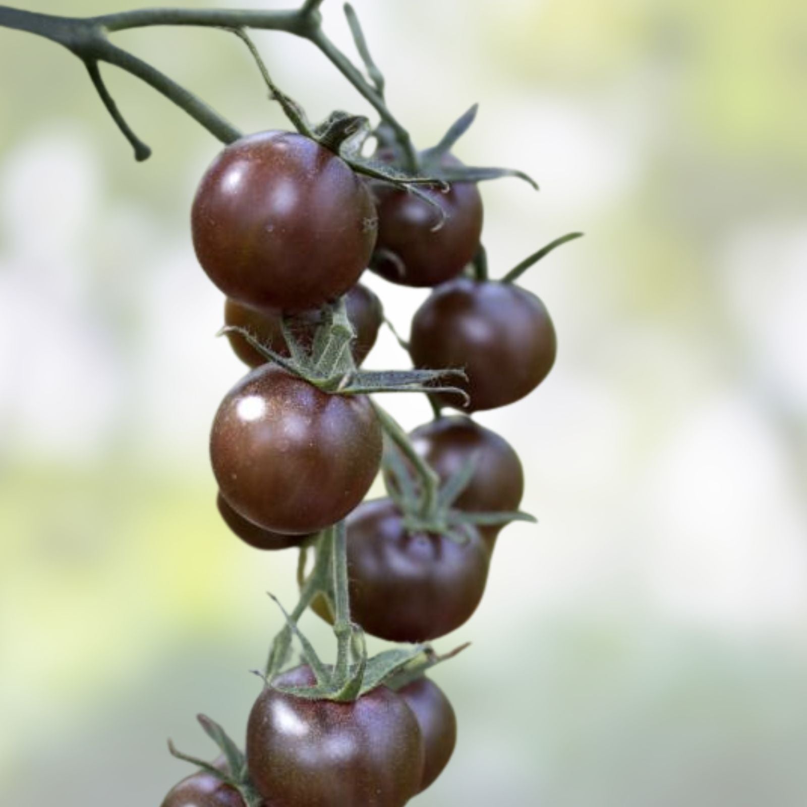 Black Pearl Cherry Tomato Seeds - 100+ Heirloom Seeds, Sweet Flavor, Solanum lycopersicum, Compact Plant, Organic Gardening