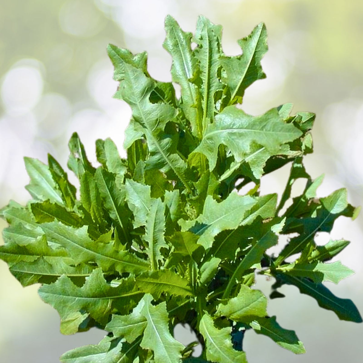 Organic Wild Prickly Lettuce Seeds - 75+ Medicinal Lactuca Virosa for Pain Relief - USA Grown