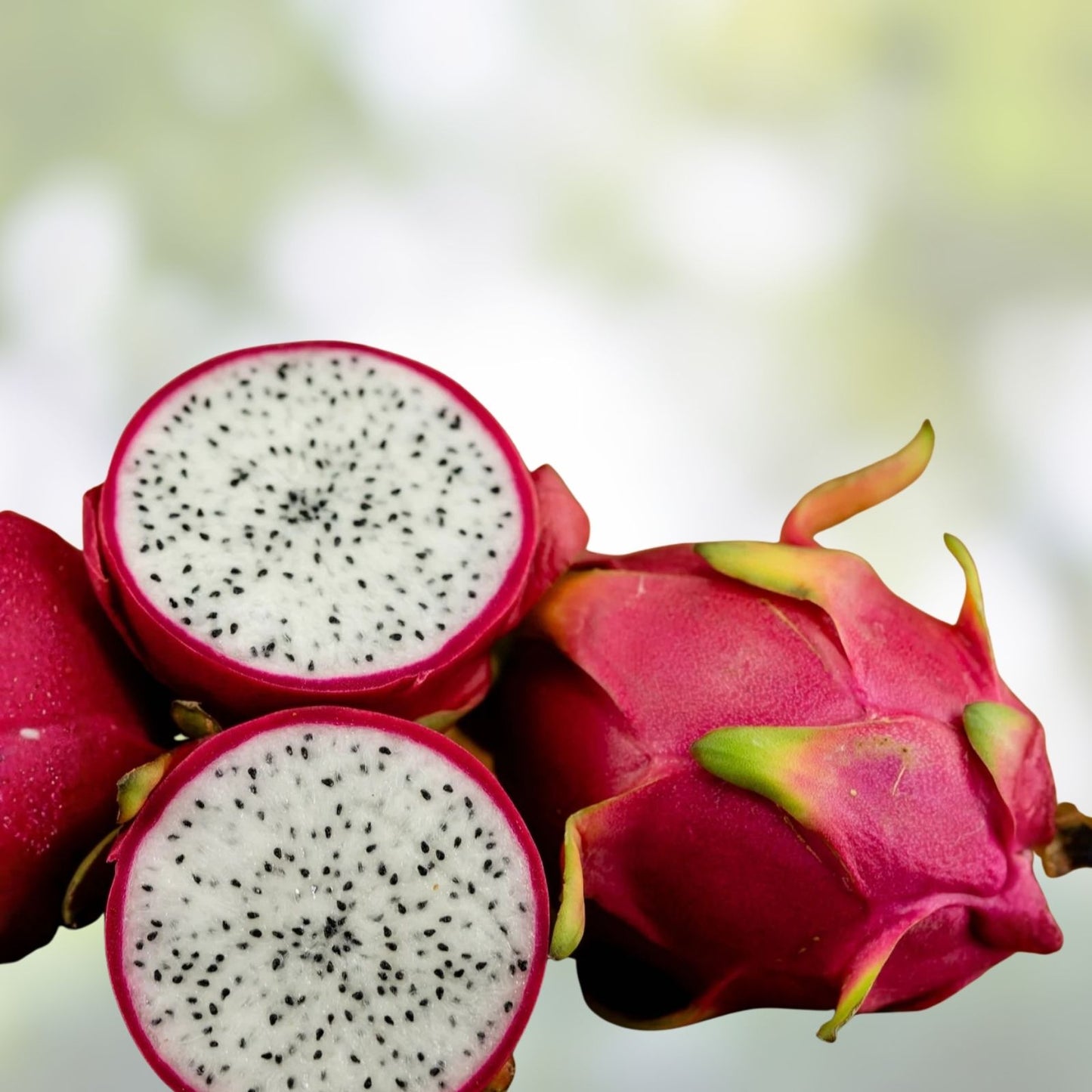Unrooted 8" Dragon Fruit Cutting Vine White Flesh Pitahaya Hylocereus Cactus Plant