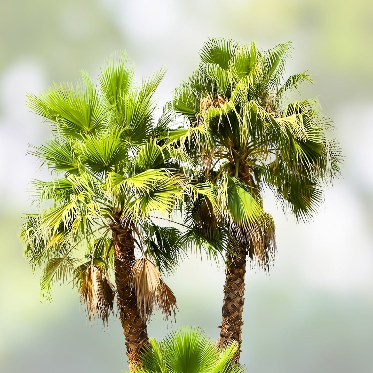 Washingtonia Hybrid Fan Palm Seeds – 25 Fresh Fall 2024 Seeds, Robusta/Filifera Variety, Rare Tropical Plant Seeds