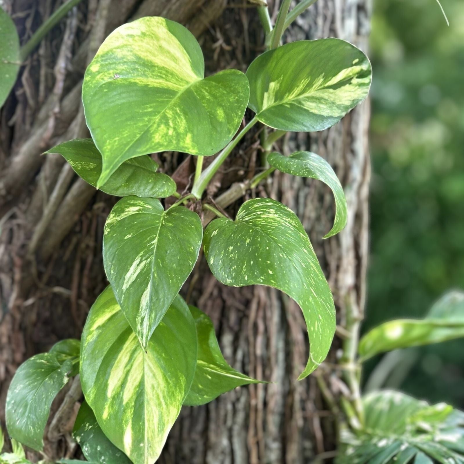 Large Bare Root Climbing Pothos Plant 12-15" Epipremnum aureum with Multiple Leaves