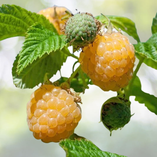 Fall Gold Raspberry Plant - Rooted | Gold Colored Raspberry | Rubus idaeus 'Fall Gold' | Zones 3-8