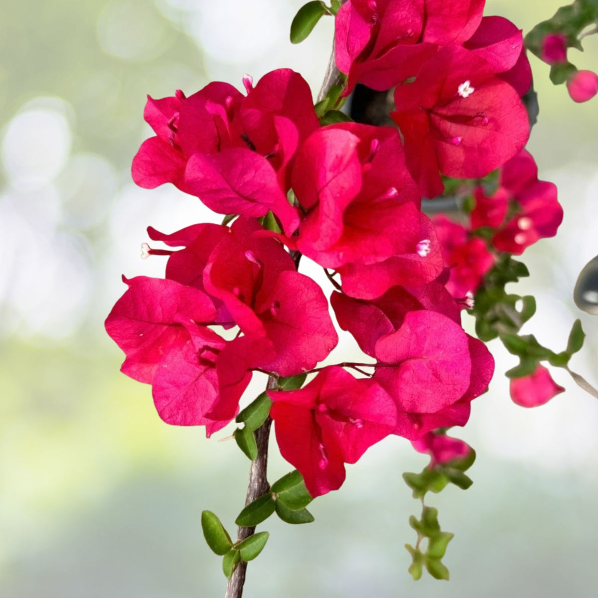 Bougainvillea-Plant-5-10-Inch-Tall-Purple-Flowers-4-Inch-Pot-Bougainvillea-spp.