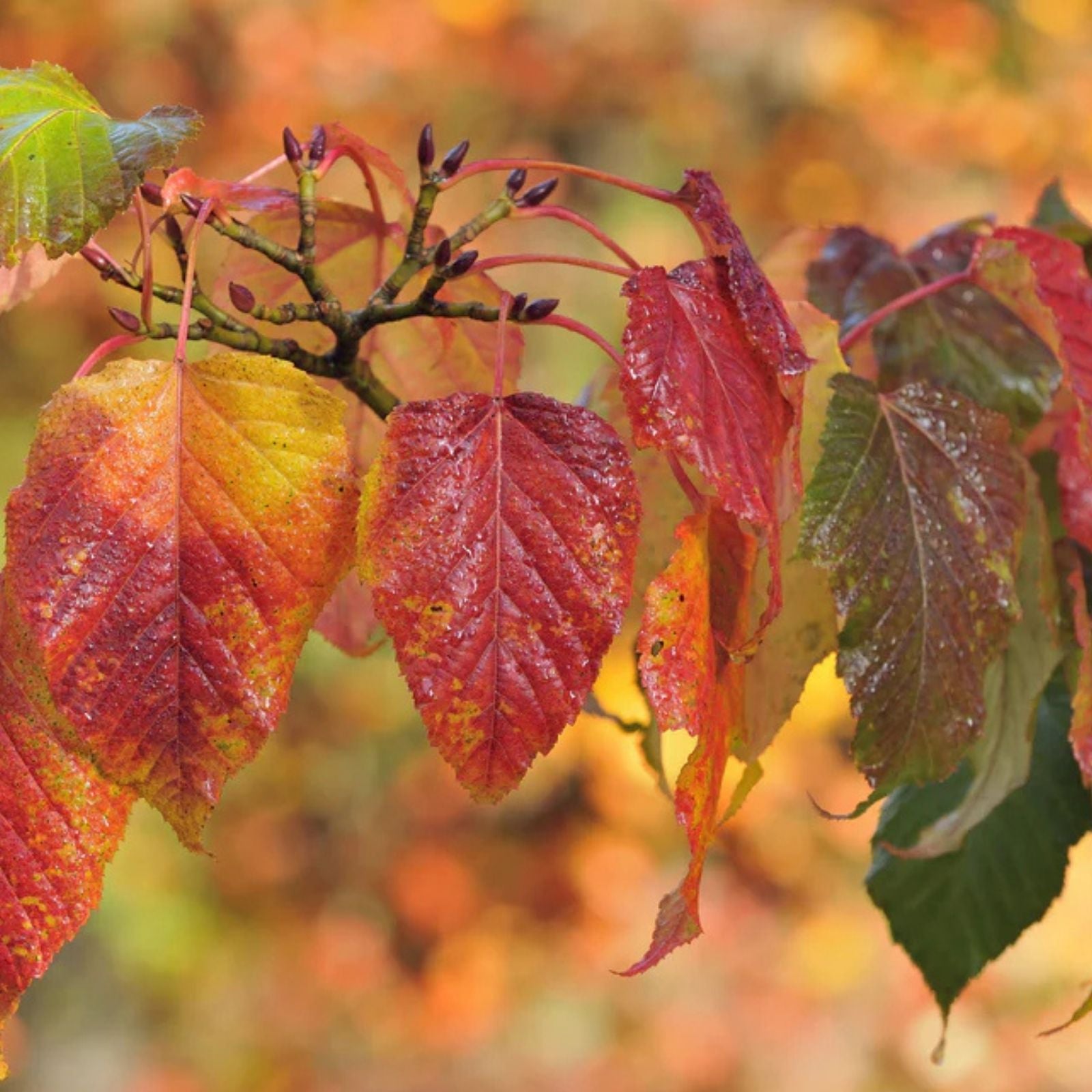 Snake Bark Maple Tree Seeds - 30 Seeds - Acer capillipes - Unique Bark, Deciduous Tree, Ornamental Planting, Japanese Maple Seeds