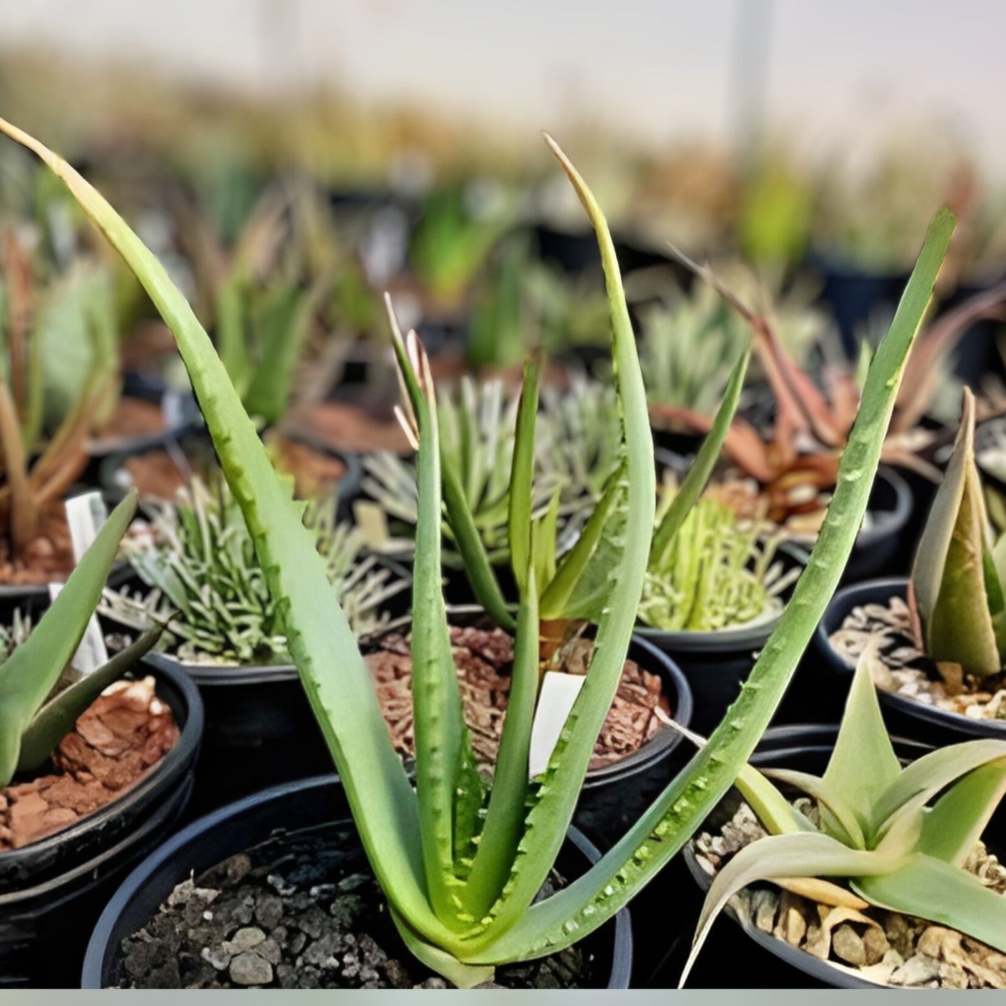 Aloe Cuttings for 1g Pot, Aloe 'Tangerine', Succulent Plant, Indoor Houseplant, Aloe Vera Propagation, Easy Care Aloe