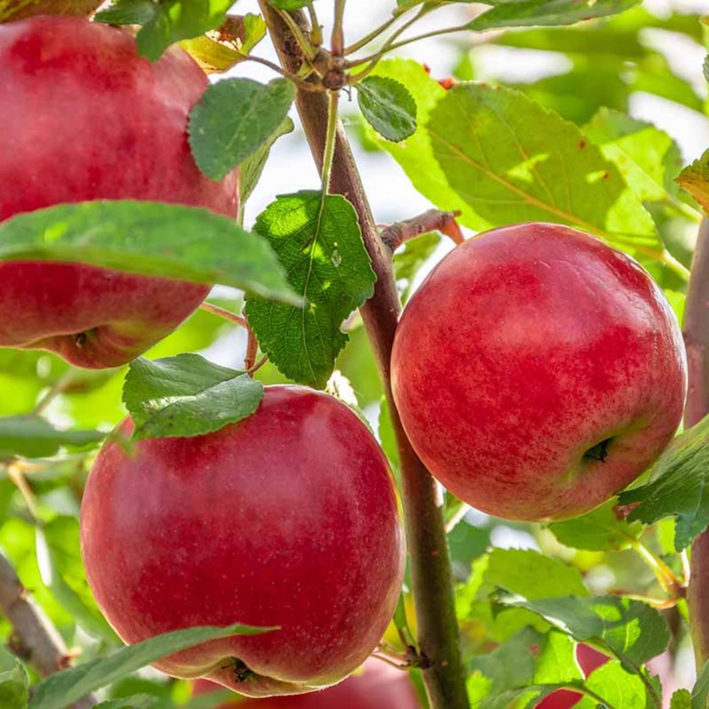 Organic Apple Tree Cuttings - 3 Fresh Malus domestica Rootstock Clippings for Grafting and Planting