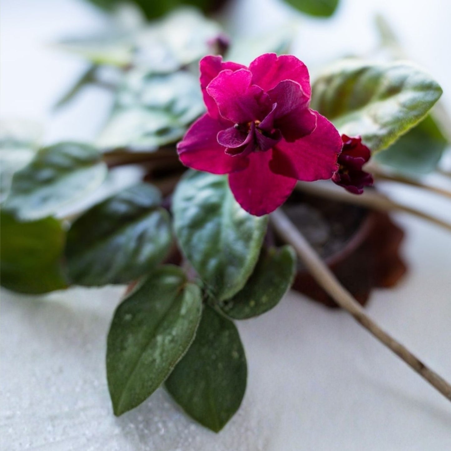 African Violet Leaf Cutting Standard Red Diamond Saintpaulia АВ-Красный Бриллиант