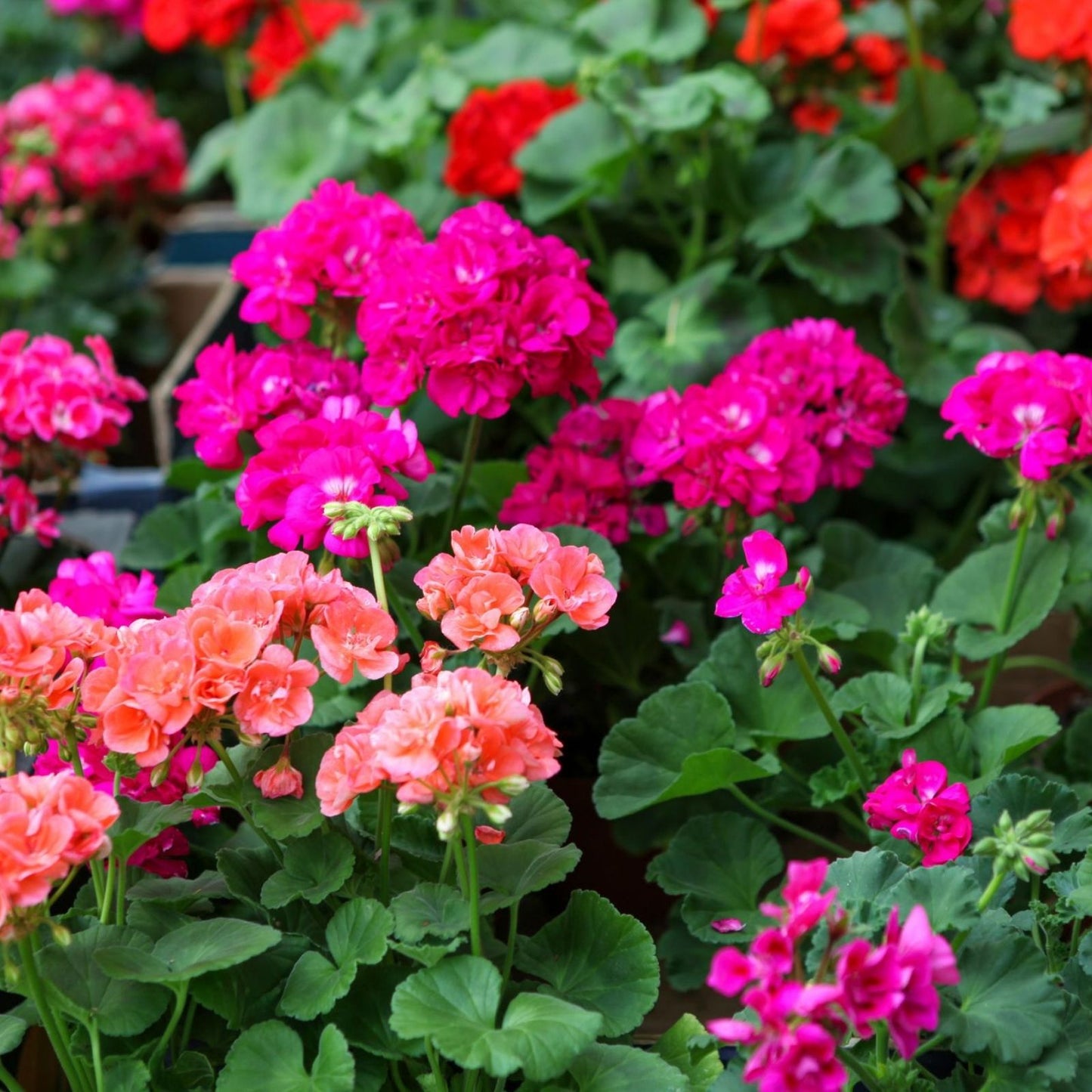 Magenta Geranium Starter Cuttings - Live Plant, 3"x6" Pot, Pelargonium spp,, Indoor Garden, Flowering Plant, Easy to Grow