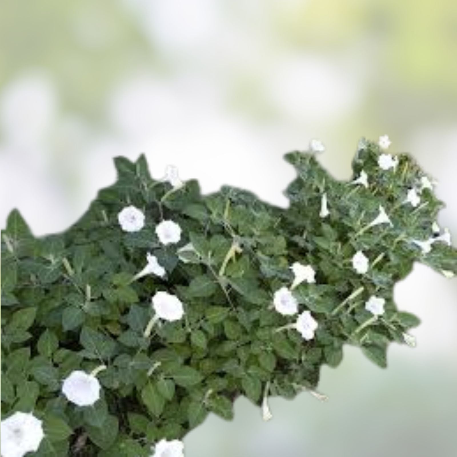 White Knight Vine Seeds 20 Count Tropical Night-Blooming Moonlight Reflecting Exotic Plant Seeds